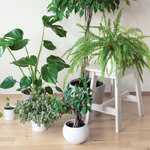 Ficus Trees