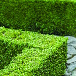 Boxwood Hedges