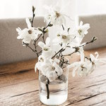 Magnolia Blossoms