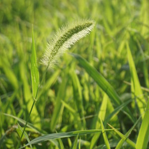 Grasses