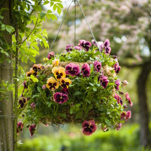 Hanging Baskets