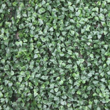 Greenery Panel - 4 Pack - Jasmine Mix