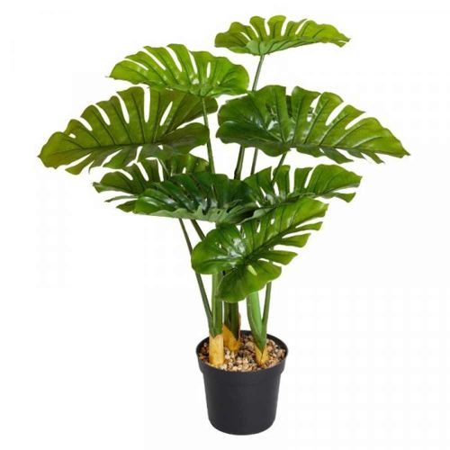 89cm Swiss Cheese Plant