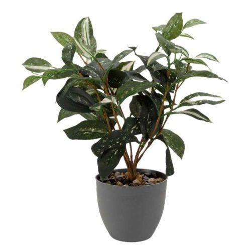 38cm - Japanese Laurel Plant