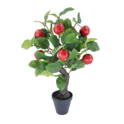 55cm Apple Tree in Pot