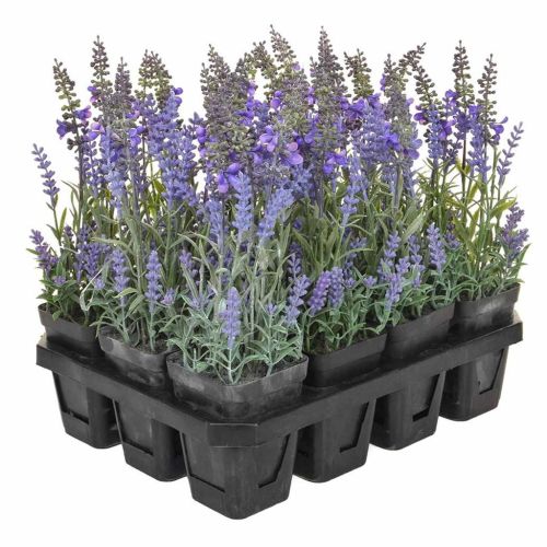 Lavender Tray - Purple (12 Pieces)