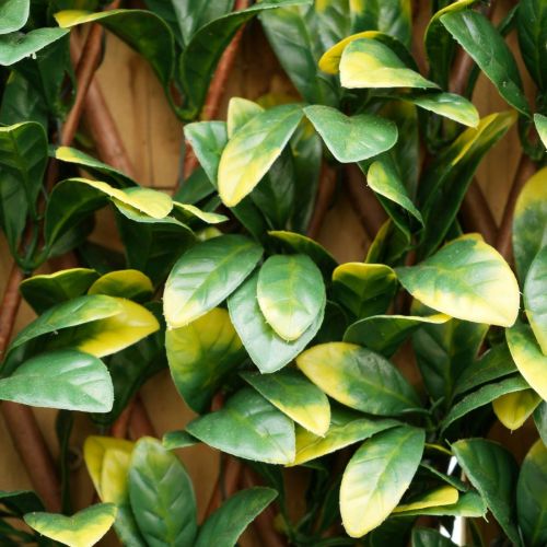 100cm x 200cm Laurel Leaf Trellis