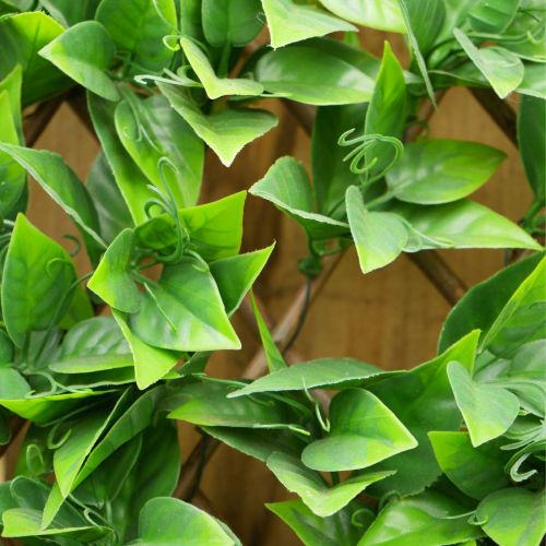 100cm x 200cm Beech Leaf Trellis