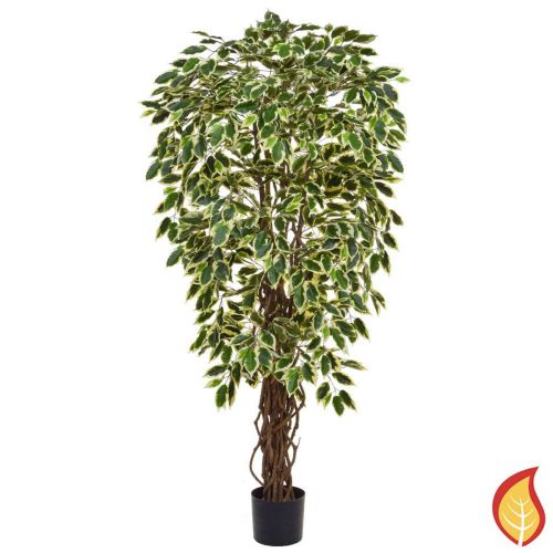 150cm Ficus Liana Varigated (Fire Resistant)