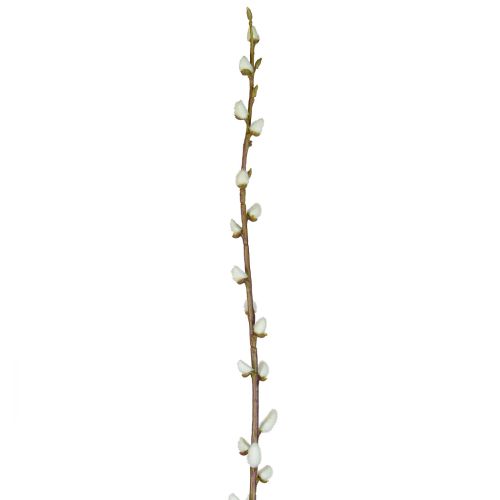 114cm Leaf Pussy Willow