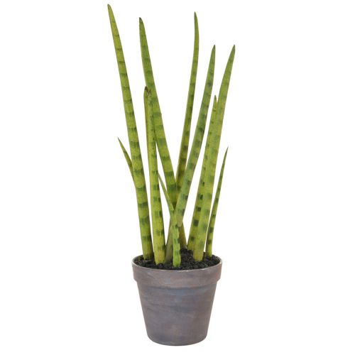 42.5cm Sansevieria with Brown Pot