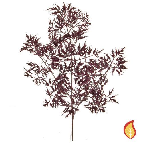 72cm (2.5ft) Foliage Ming Aralia Burgundy - Red (Fire Resistant)