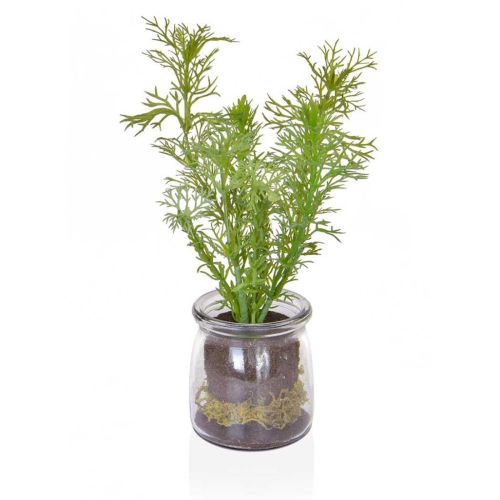 22cm Dill in Glass Vase