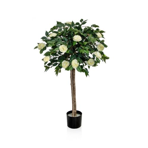 120cm (4ft) Camellia with Natural Tree Trunk - White