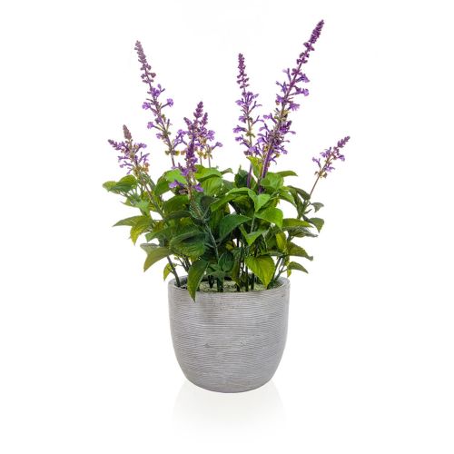 50cm Lavender in Grey Pot