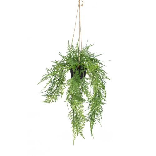 50cm Trailing Fern in Black Pot