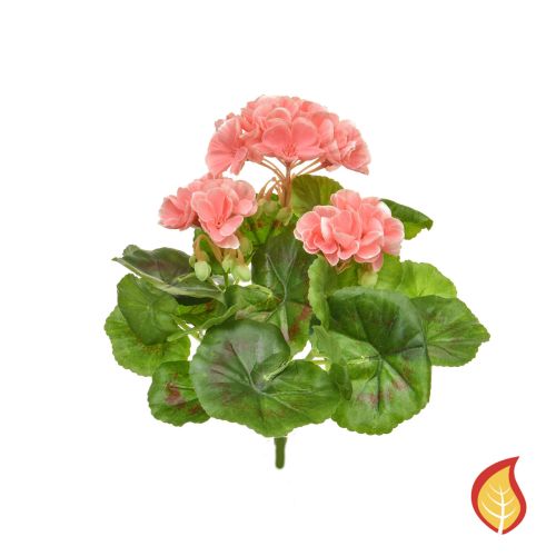 23cm Plants Flowering Geranium Peach/White (Fire Resistant)