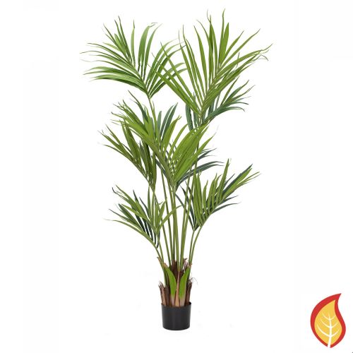 6ft (180cm) Palm Kentia (Fire Resistant)