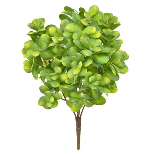 Plants Base Boxwood Bush Green & Yellow (40cm)