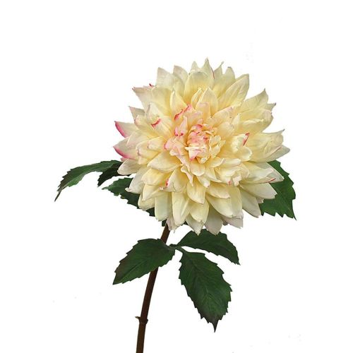 70cm (2.5ft) Dahlia Large Pink Cream