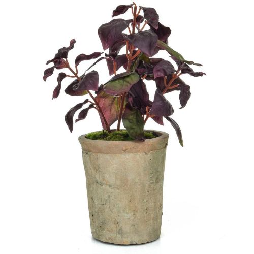 Potted Herb Basil Burgundy 28cm