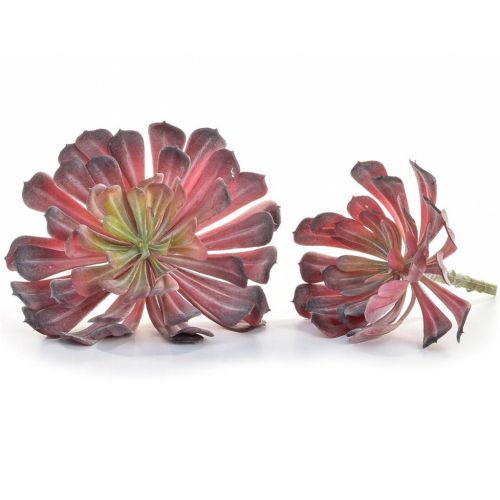 17cm x 19cm Succulent Red Plant