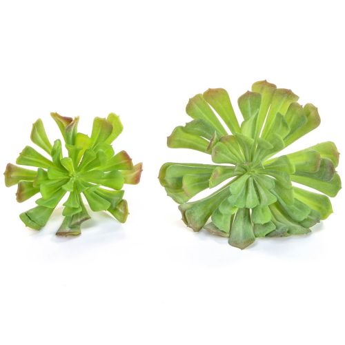 16cm x 12cm Succulent Green Plant