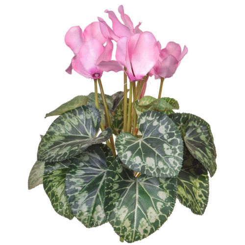 32cm Flowering Cyclamen Pink